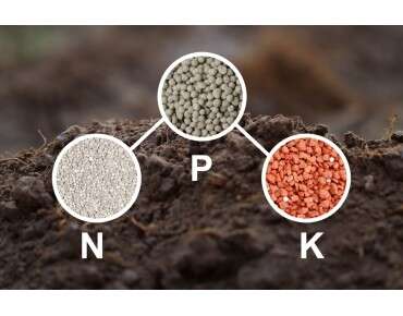 the Importance of NPK in plant Nutrition 