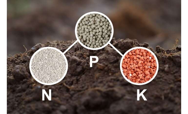 the Importance of NPK in plant Nutrition 